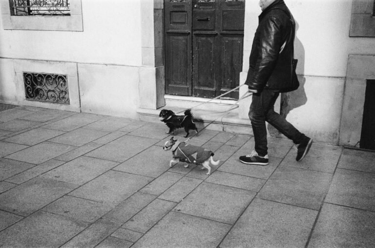 chien tenu en laisse en balade dans un parc parisien